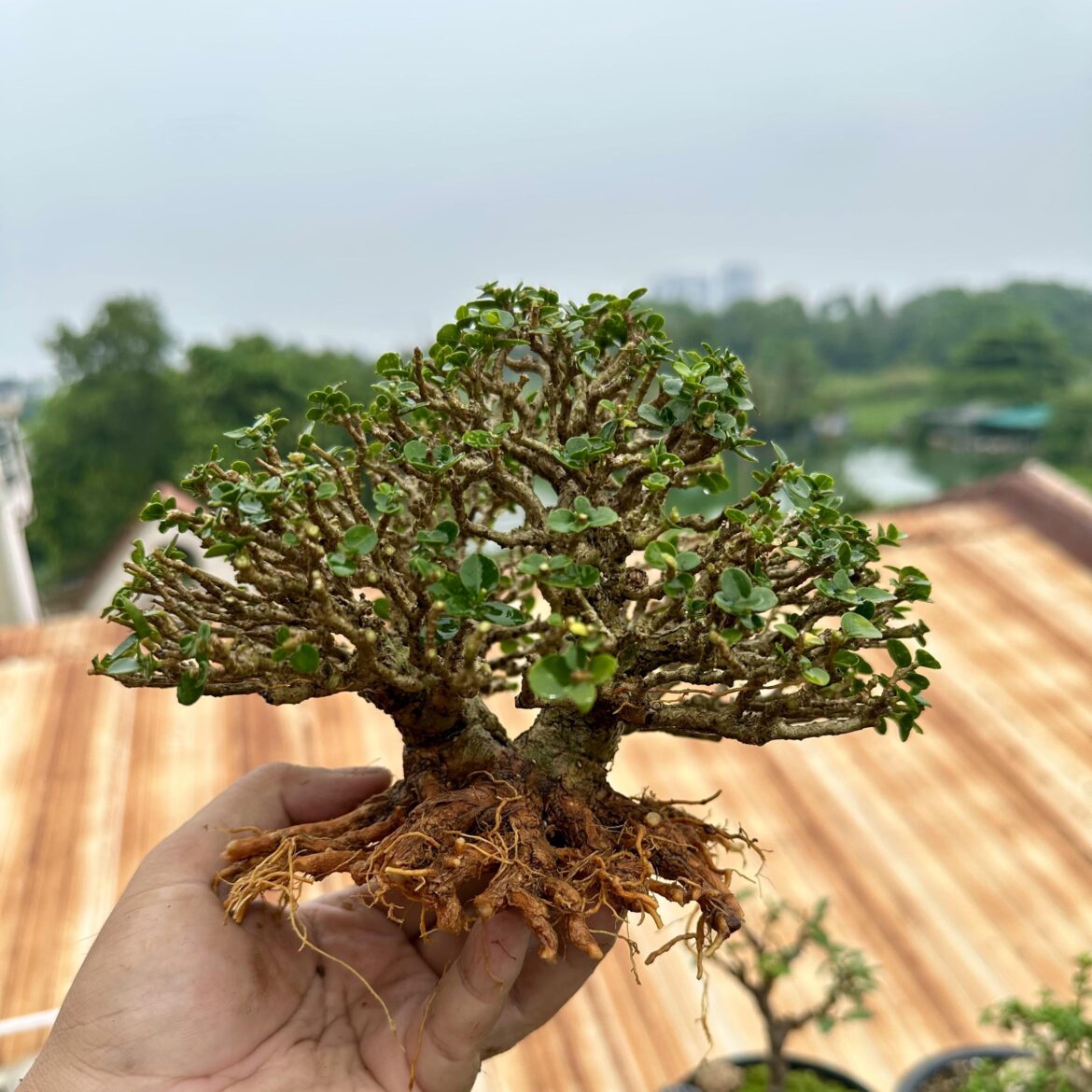 My first bonsai My first bonsai