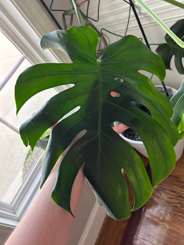 Is this a split leaf philodendron or monstera?