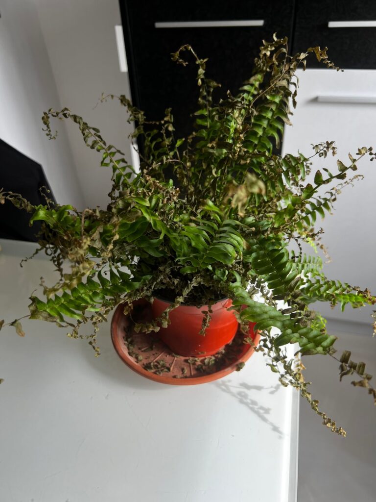 Natural death or silent killer? Natural death or silent killer?