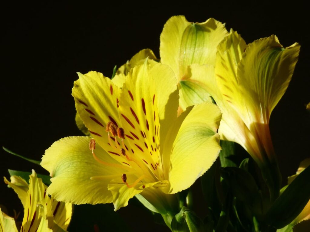 Aren’t these stunning?!