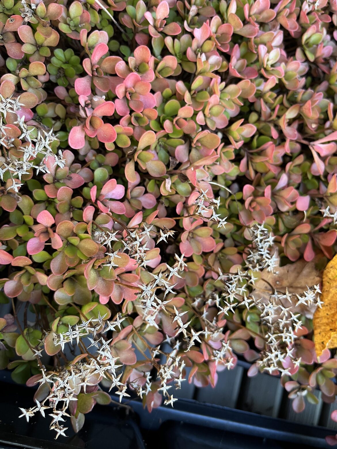 Herbaceous plants have fall color too Herbaceous plants have fall color too