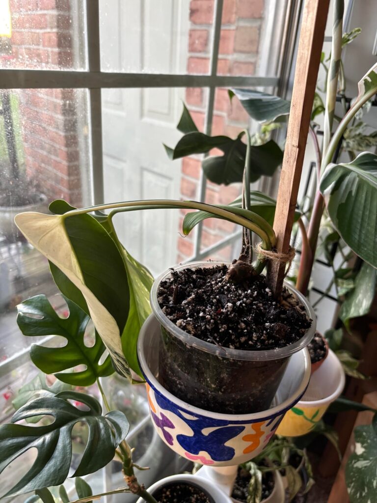 Is this wilting too far gone for just being shock after cleaning up root rot? Is this wilting too far gone for just being shock after cleaning up root rot?
