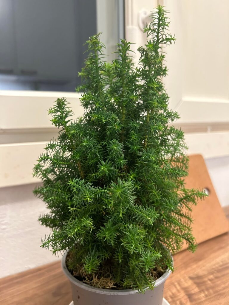 What is this conifer? What is this conifer?