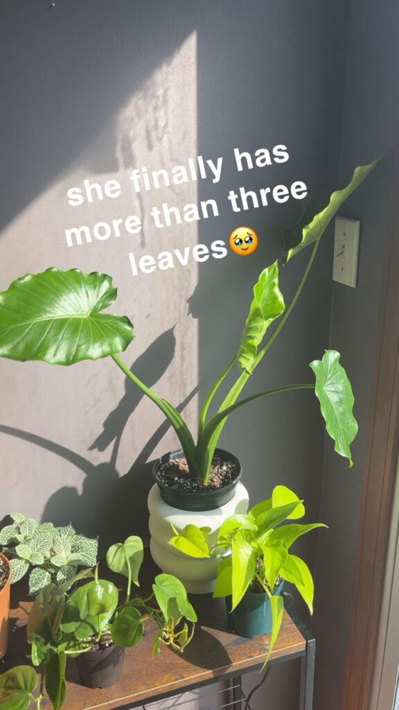 What two alocasia species do I have?