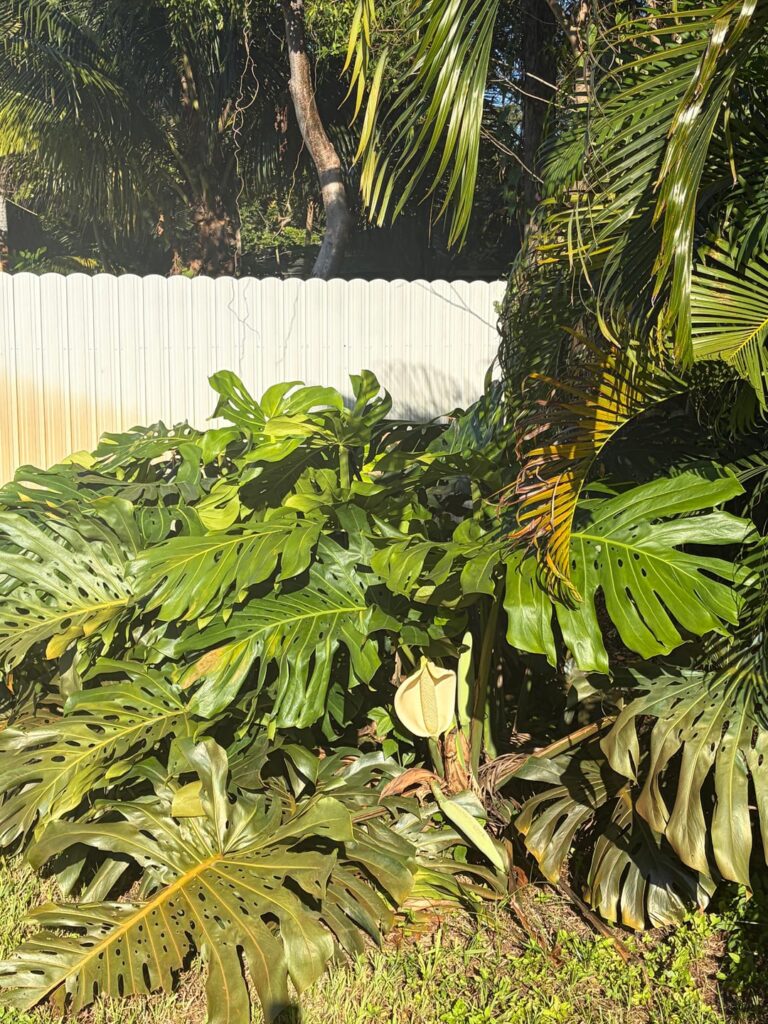 This giant bloom on my Monstera baby
