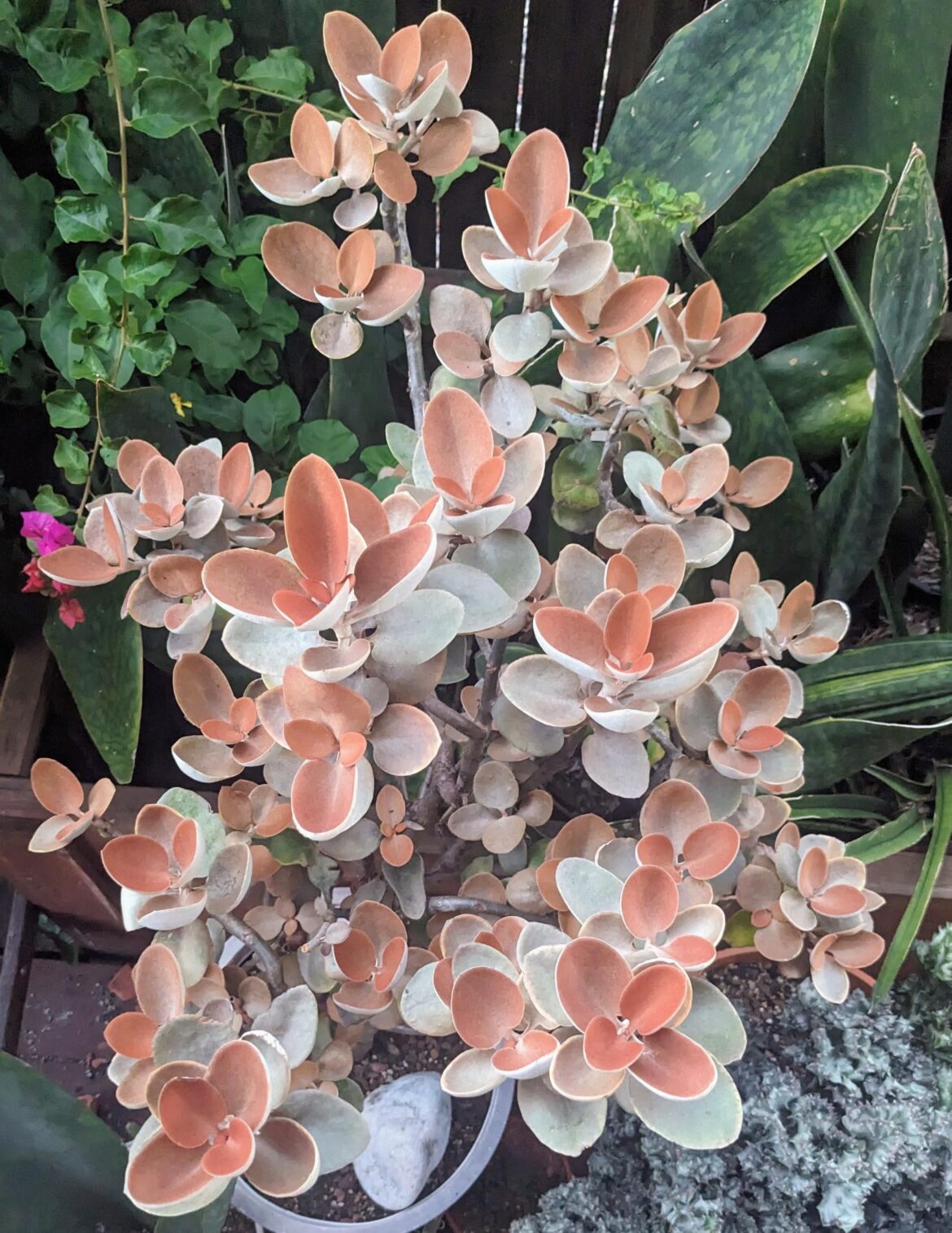 My Copper Spoon plant