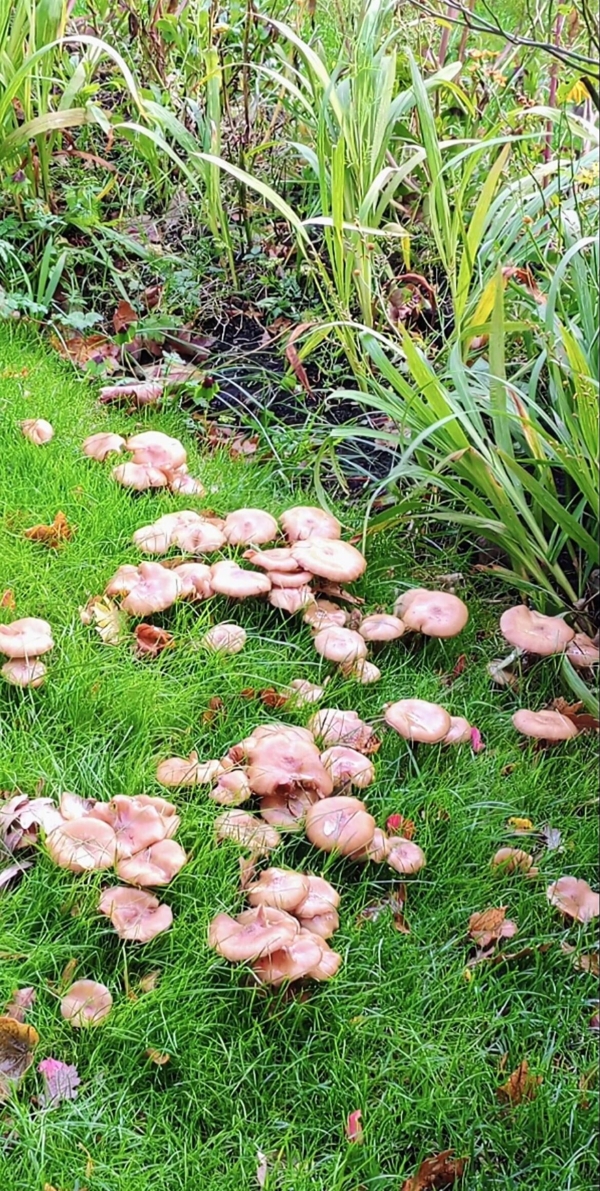 Lawn has become covered in a mushroom type plant..