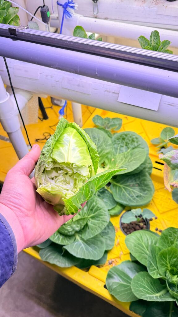 Cabbage splitting