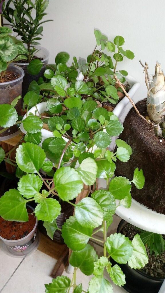 I've had this for three years, I think it's small