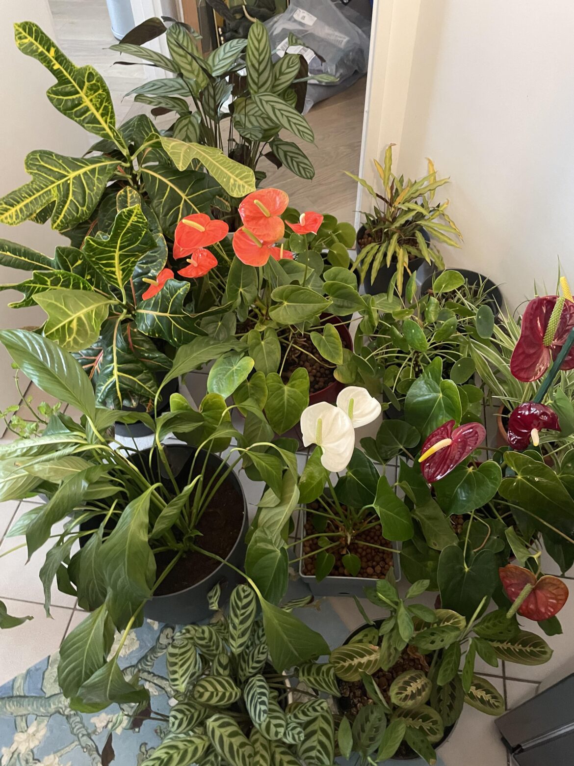 For or against collecting the same species of plant in different colors?