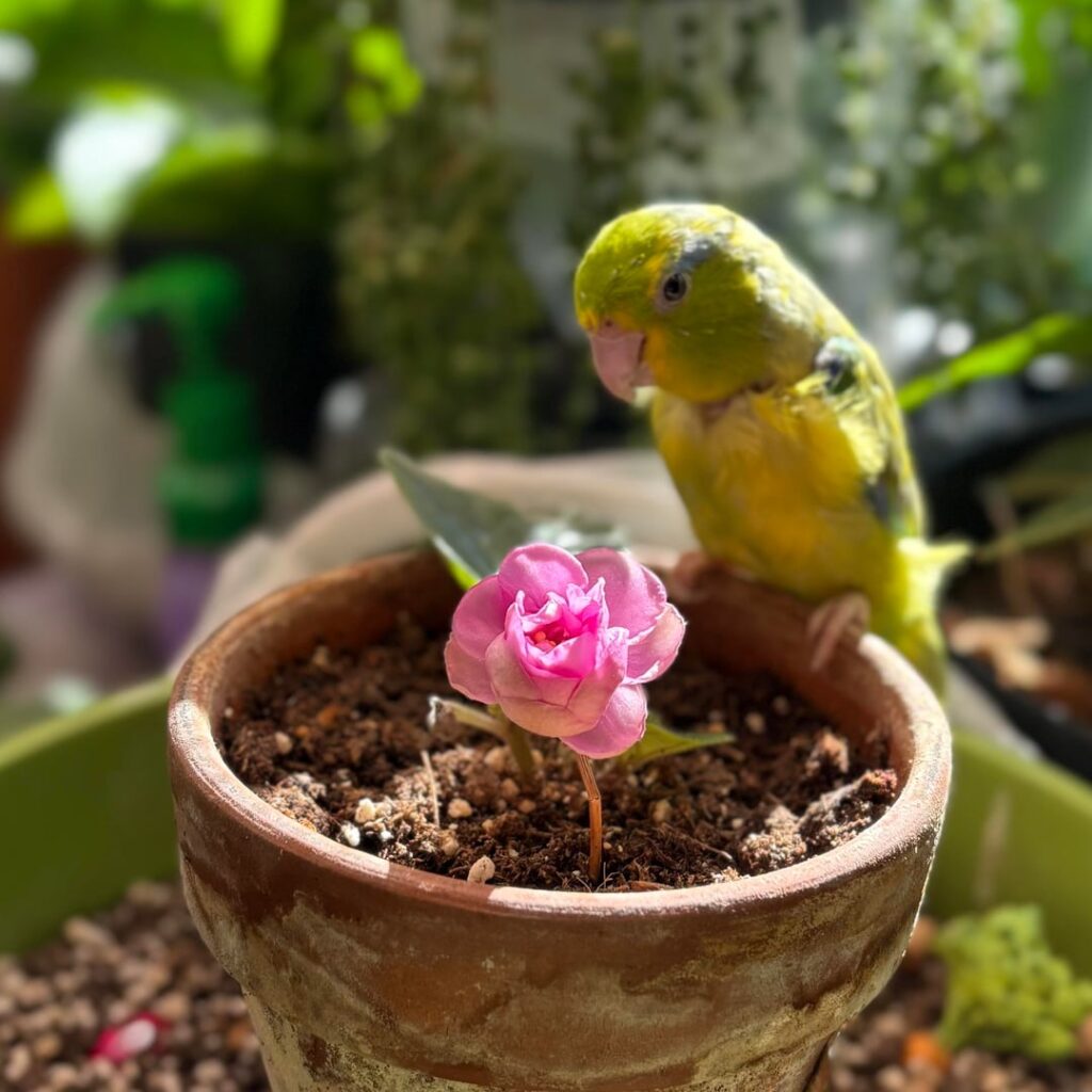 Old fashioned rose!