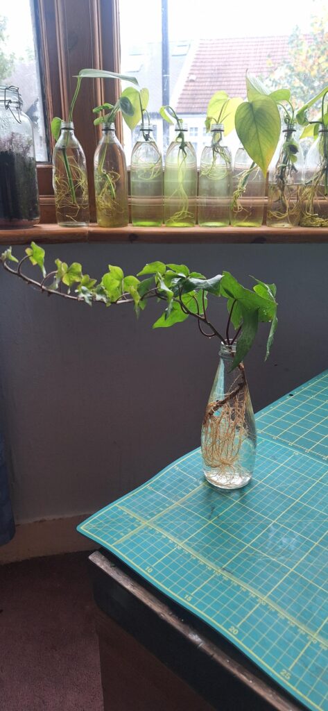 Growing some Ivy, Pothos and Spiderplant