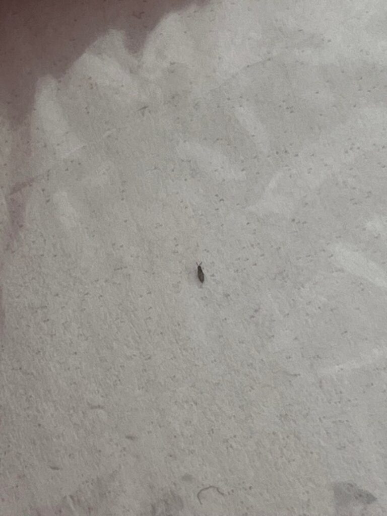 Thrips?