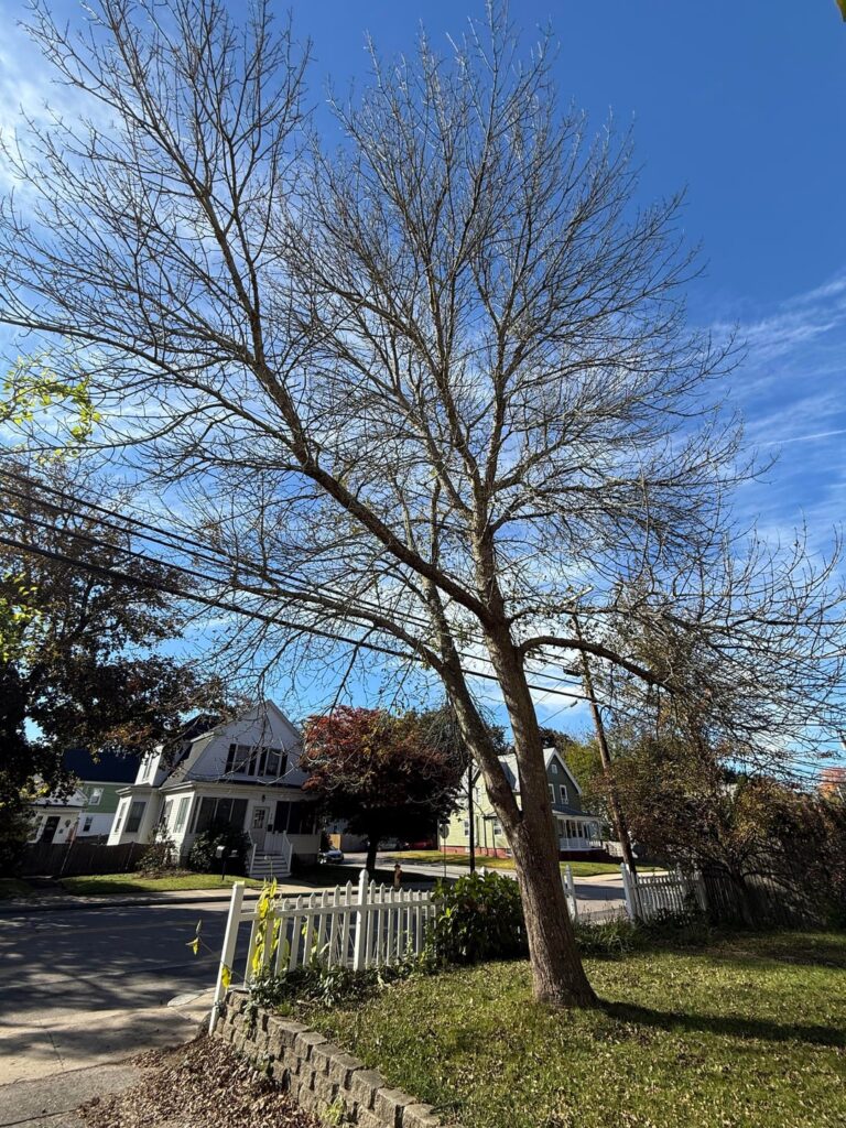 I think I have an infested ash tree, can it be saved? I think I have an infested ash tree, can it be saved?