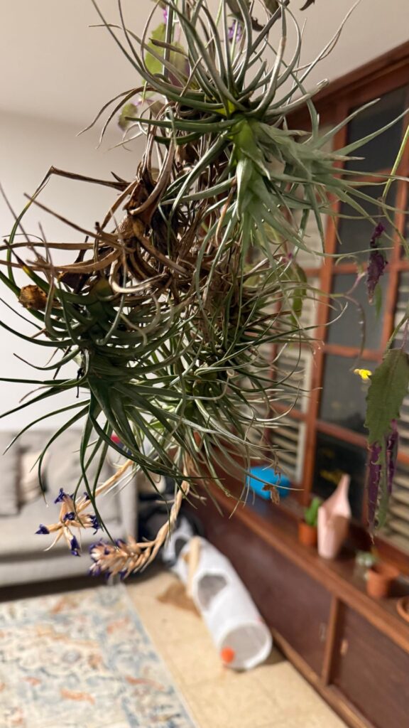Taking care of my airplant