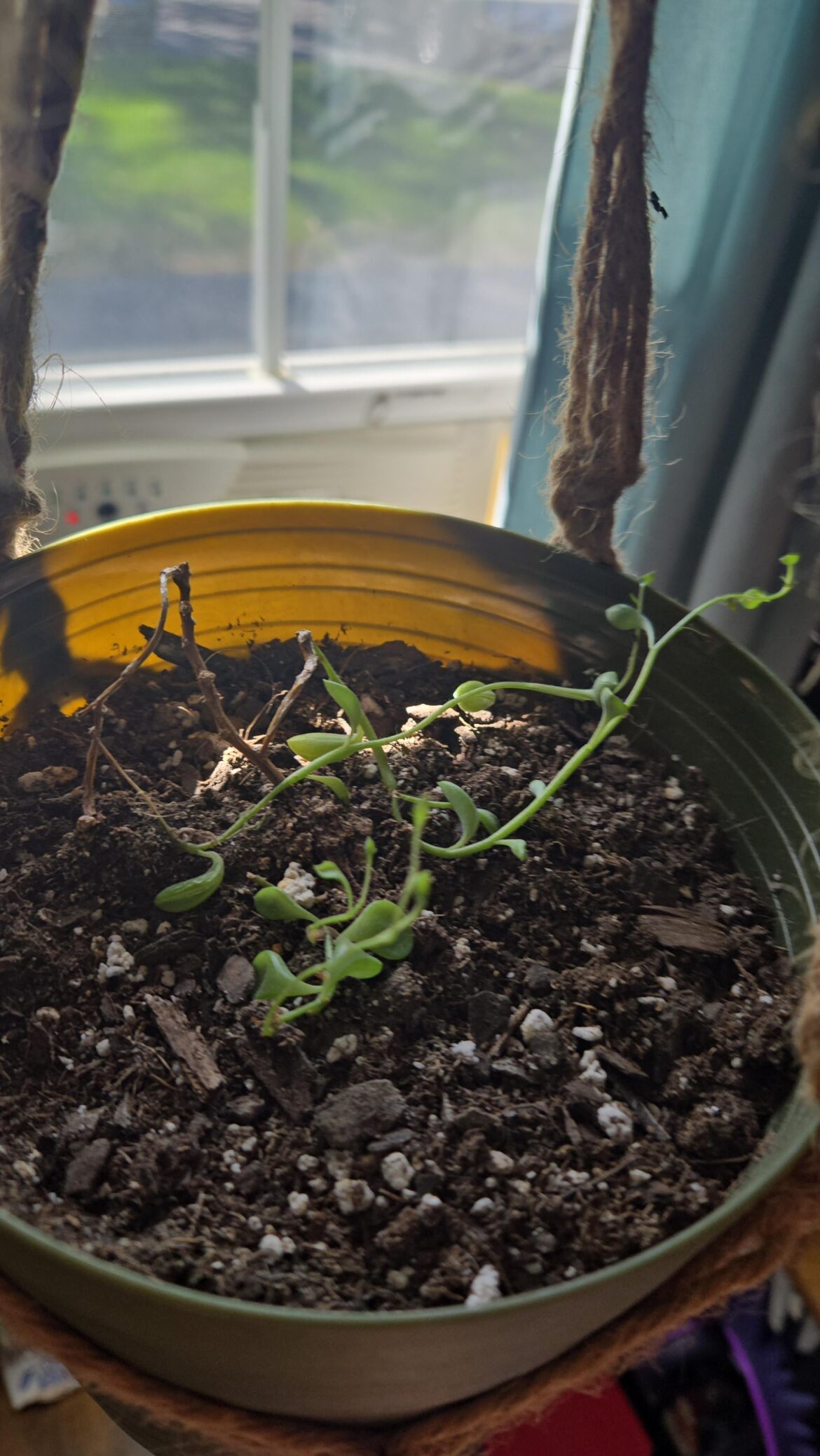 Need help saving this string of dolphins