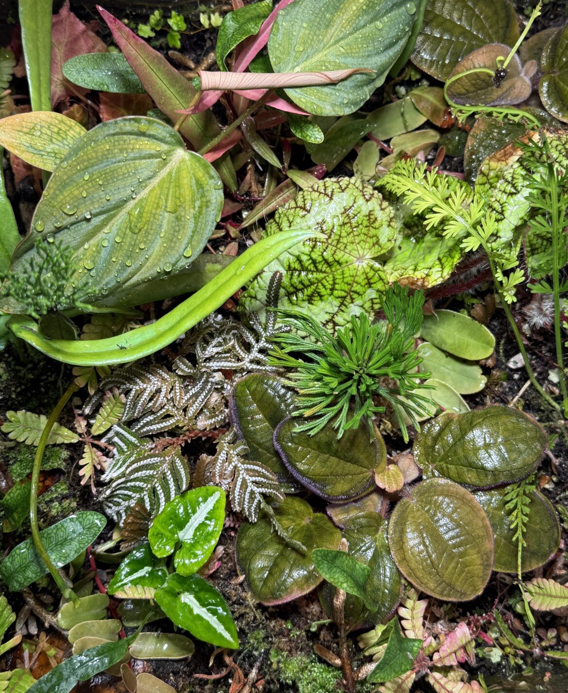 My slop terrarium