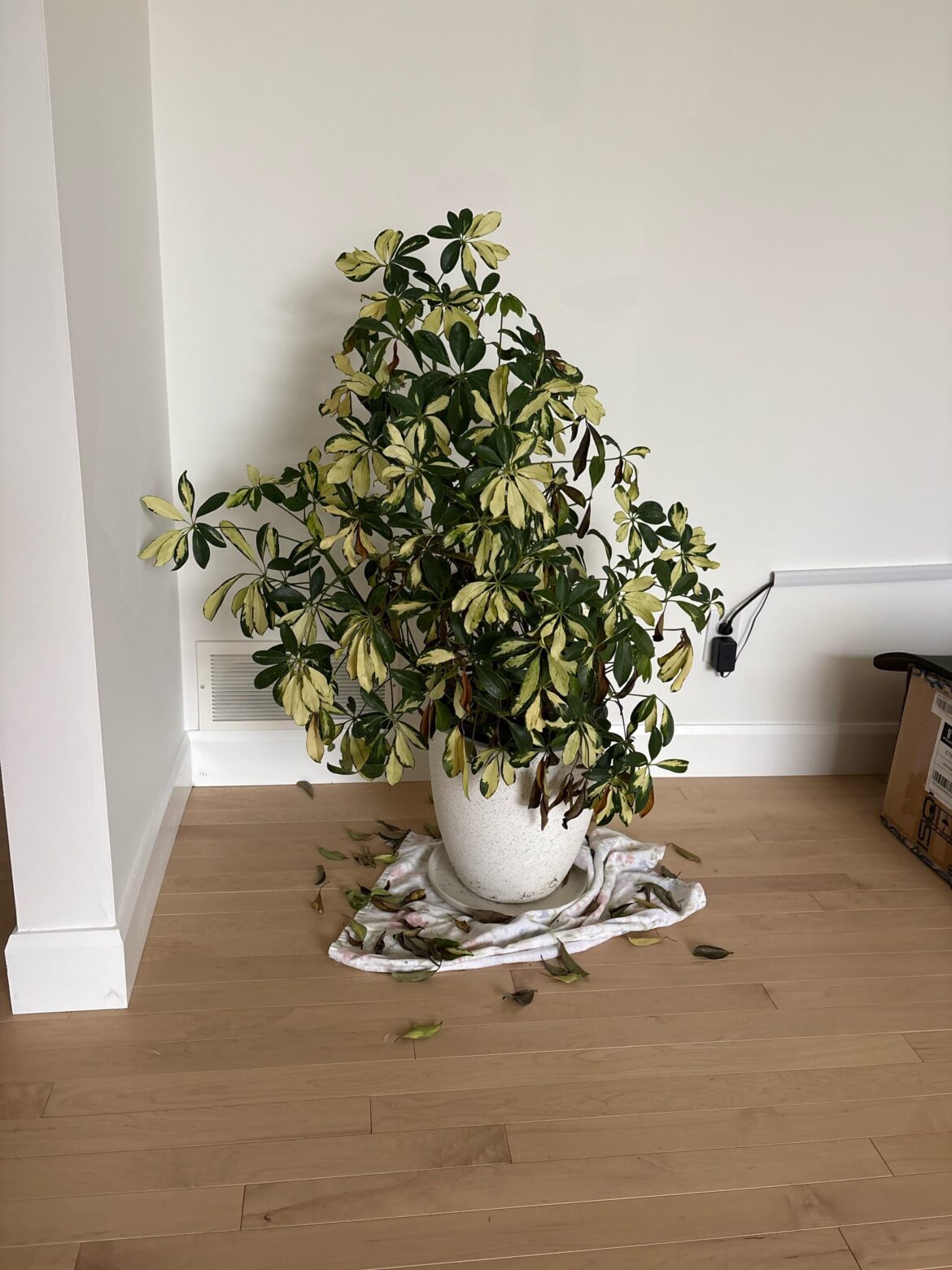 Please help my plant I don't know what to do