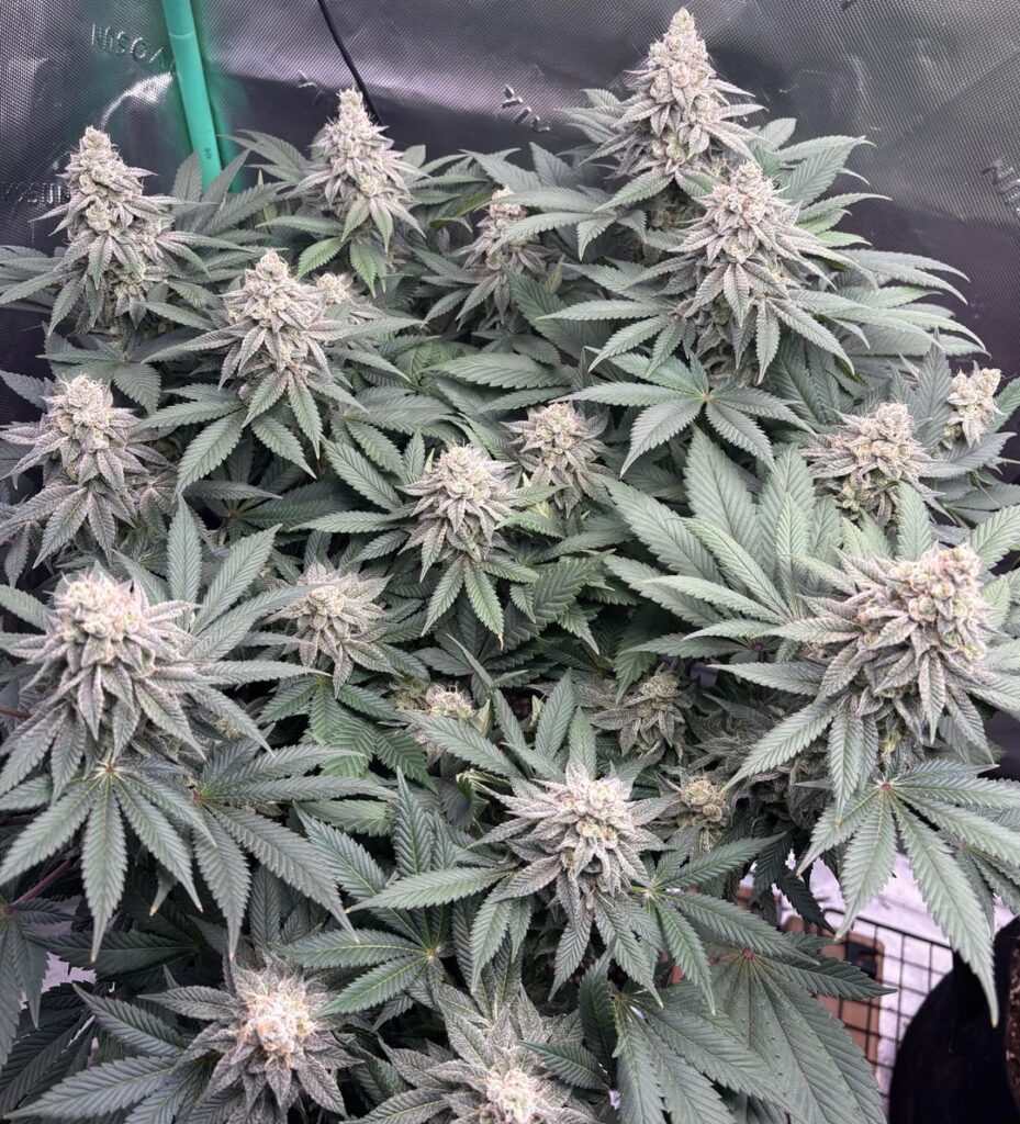 Gorilla Glue #4 - How long until harvest?