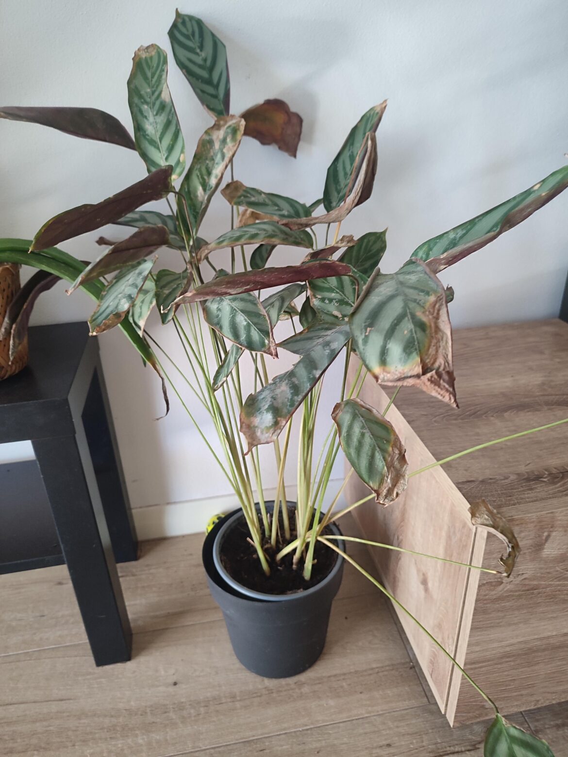 Please help me save my plant