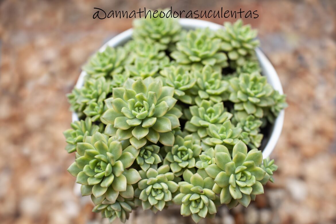 Variegated Sedeveria 'Maialen'