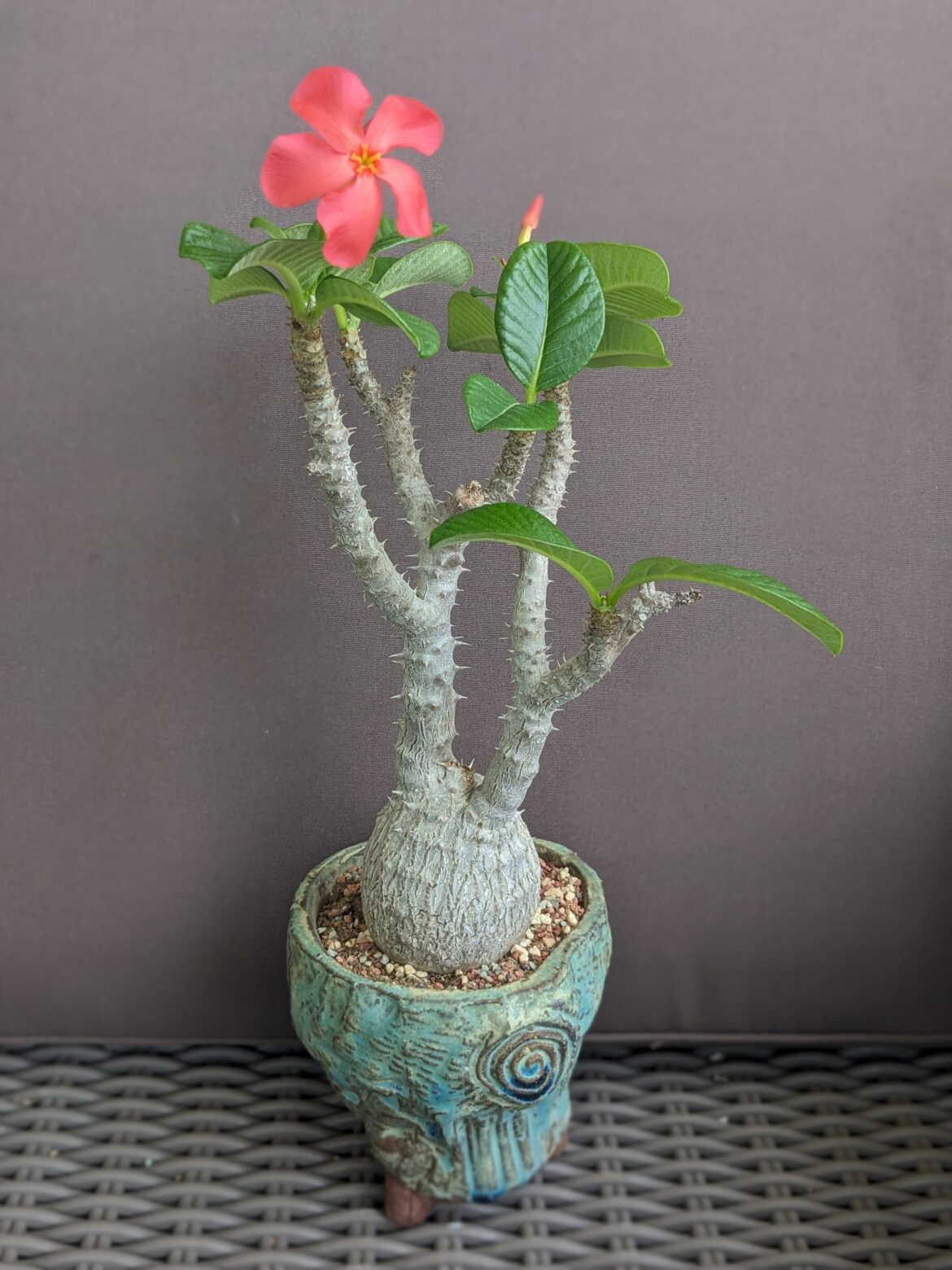 Pachypodium windsorii