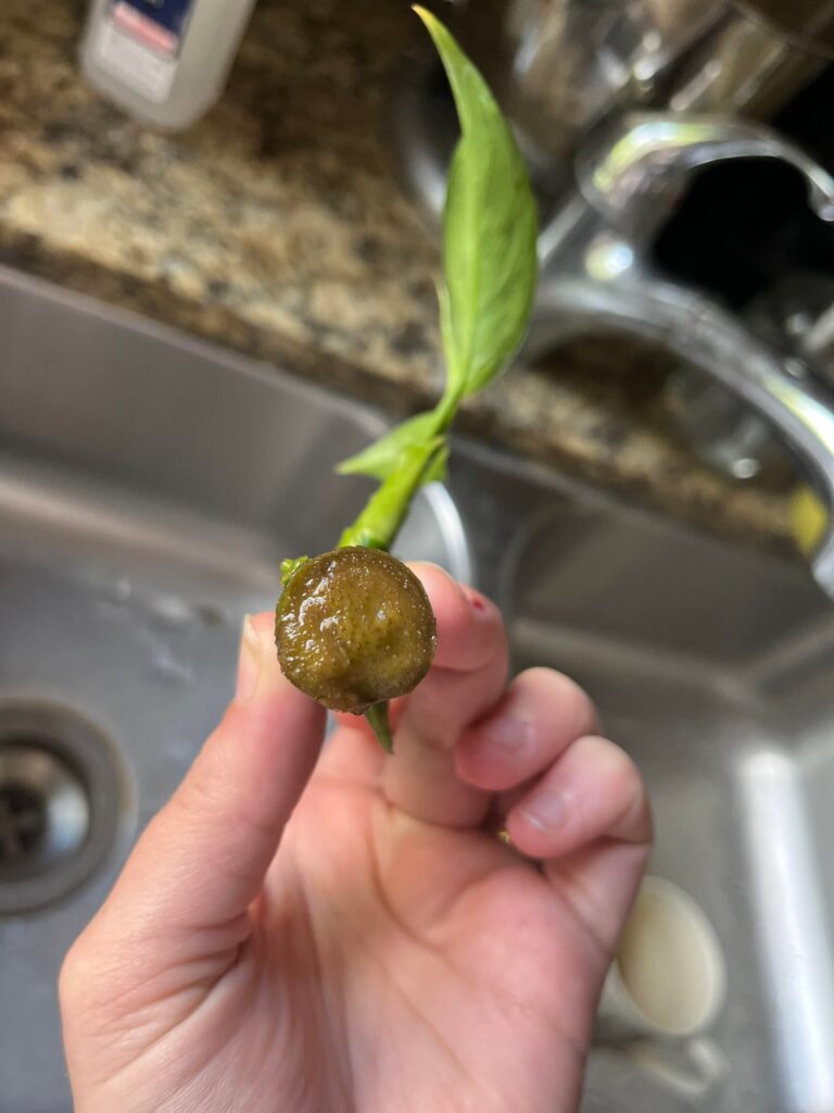 Does this stem need some trimming? Does this stem need some trimming?