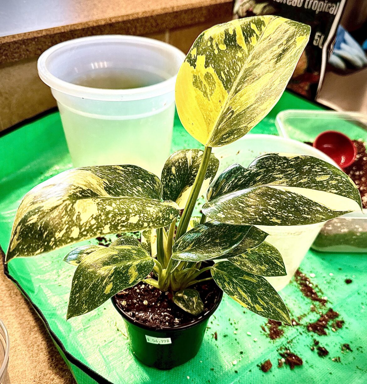 Philodendron Green Congo Nuclear… finally found one! So stoked.