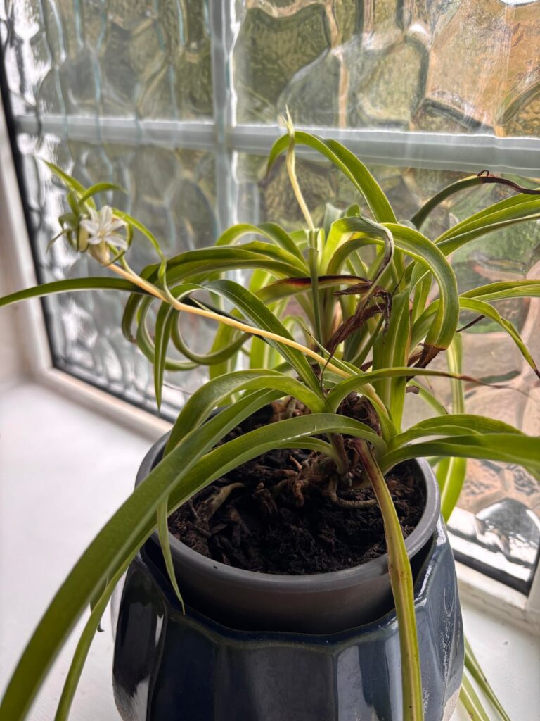 Flowering spider plant
