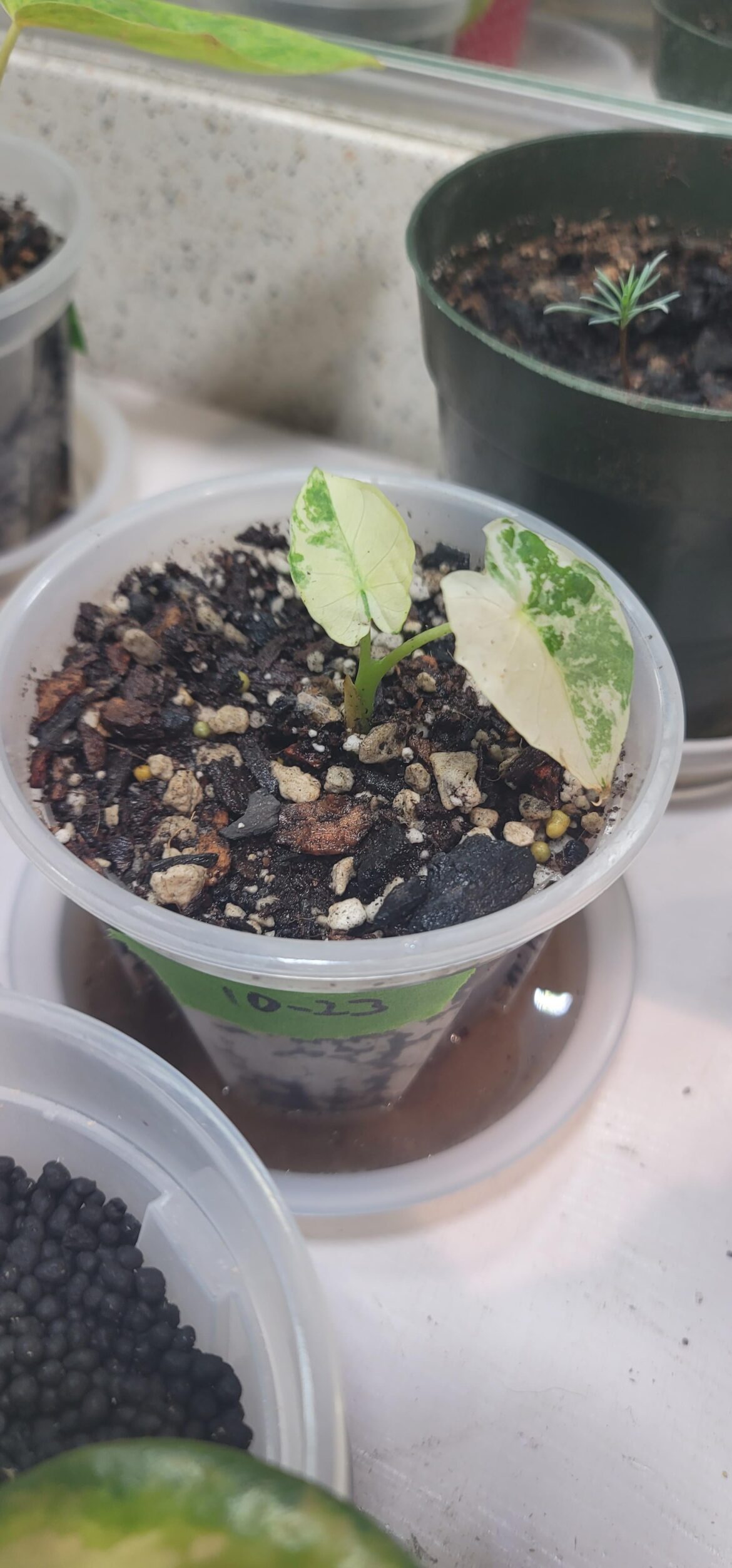 What kind of alocasia is this?