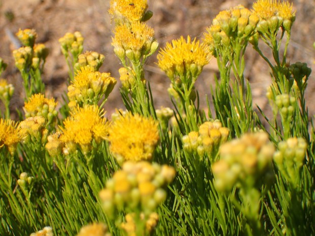 Golden fleece (Ericameria arborescens). This flowering shrub in the daisy...