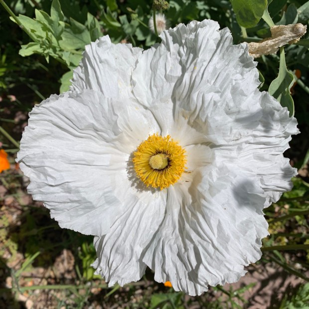 Coulter's matilija poppy (Romneya coulteri). This shrub produces the largest...