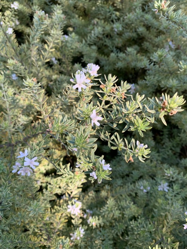 Coast rosemary (Westringia fruticosa ‘Morning Light’). References to this plant...