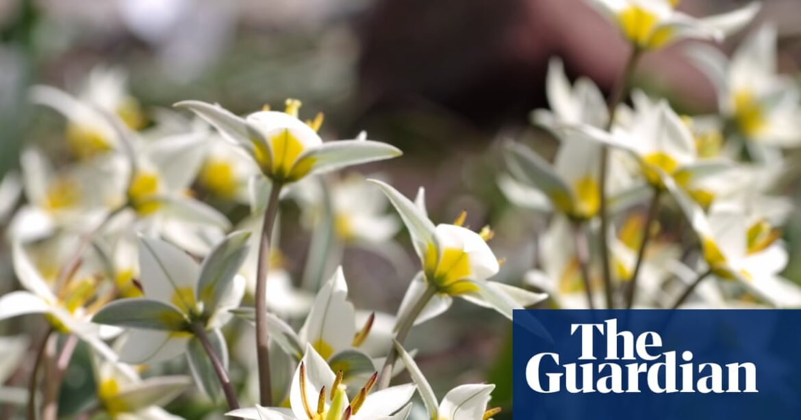 Plant wild tulips, rather than showier varieties, for a meadowy garden look come spring | Gardening advice Plant wild tulips, rather than showier varieties, for a meadowy garden look come spring | Gardening advice
