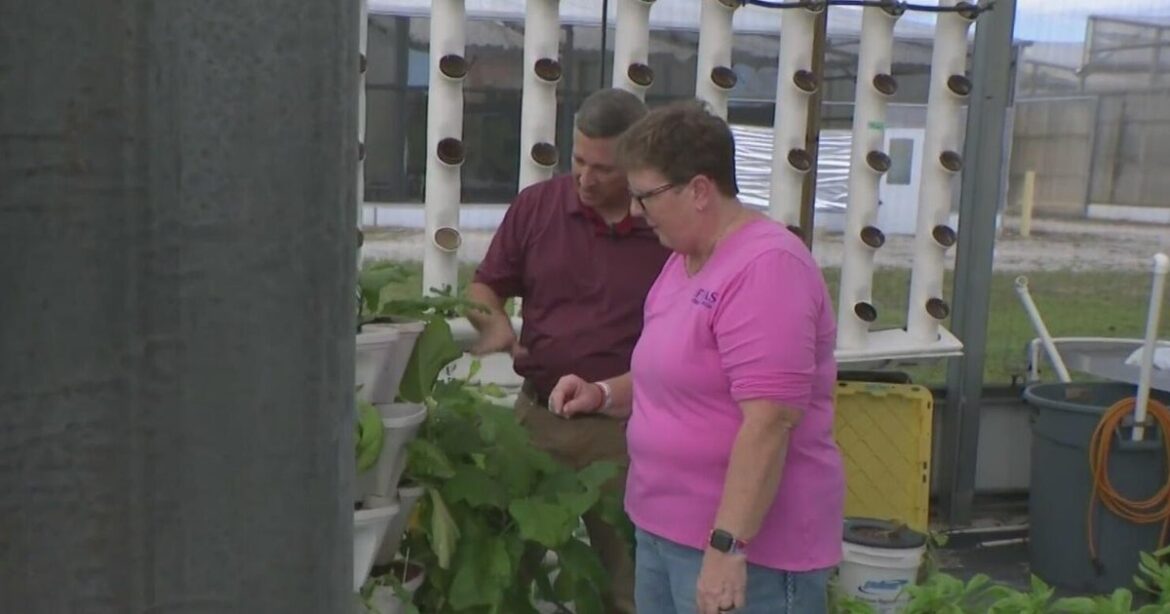South Floridians turn to growing their own produce to help save money on groceries