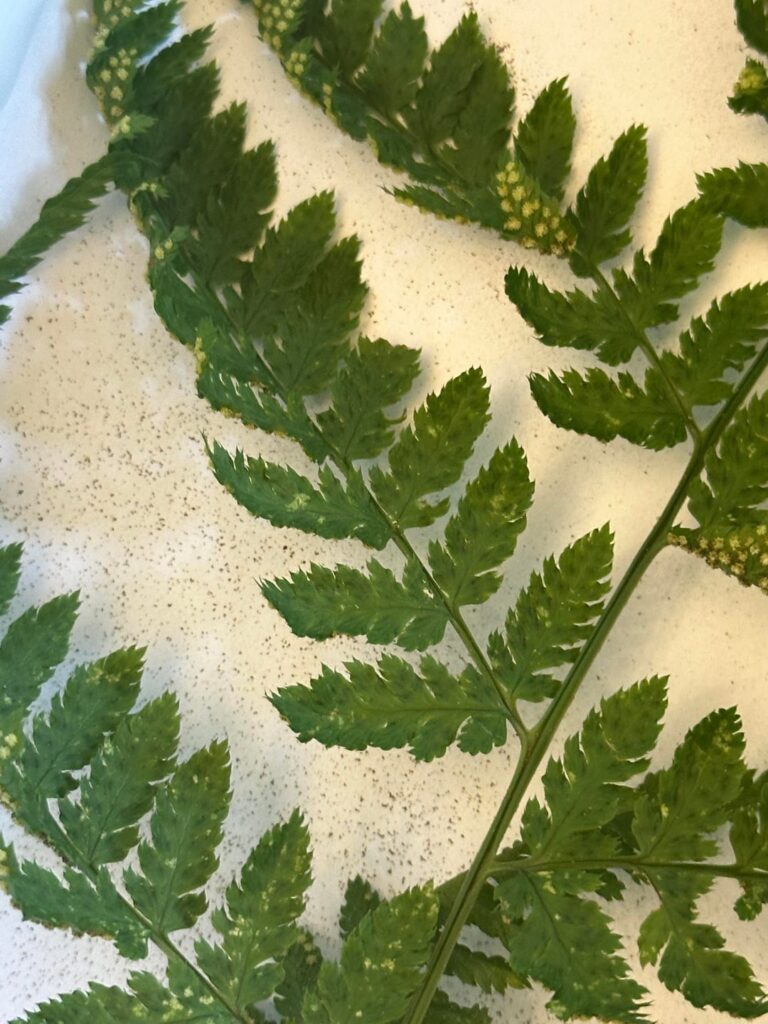 Could I accidentally create Dryopteris-hybrids?