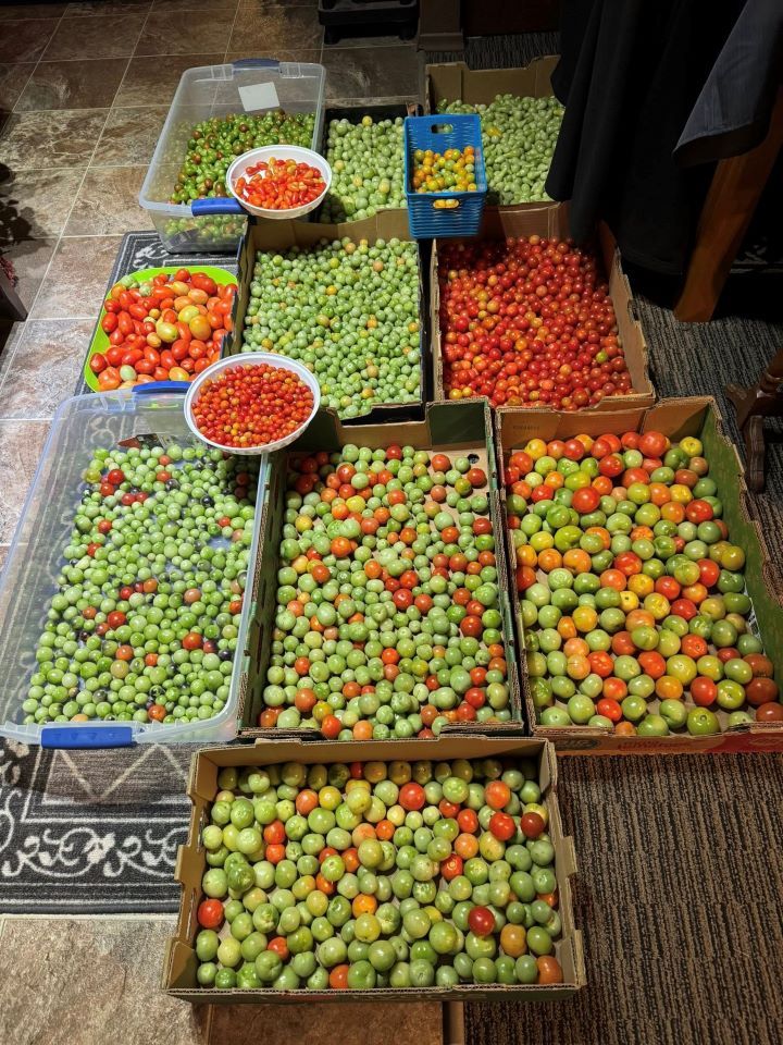 Tomatoes
