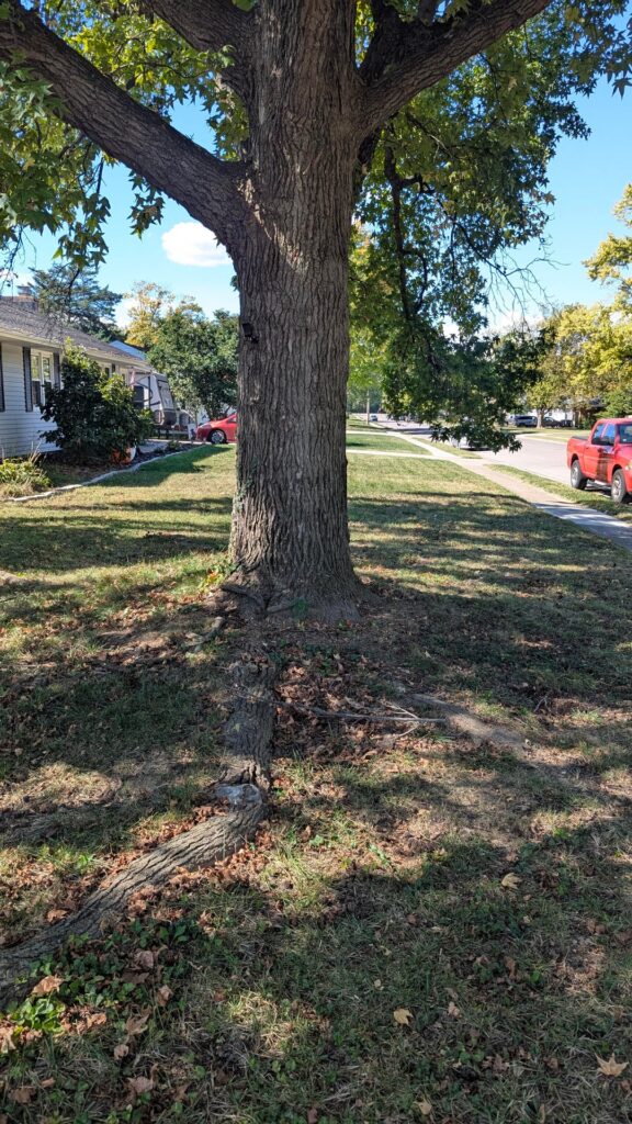 70+ year old sweetgum concerns