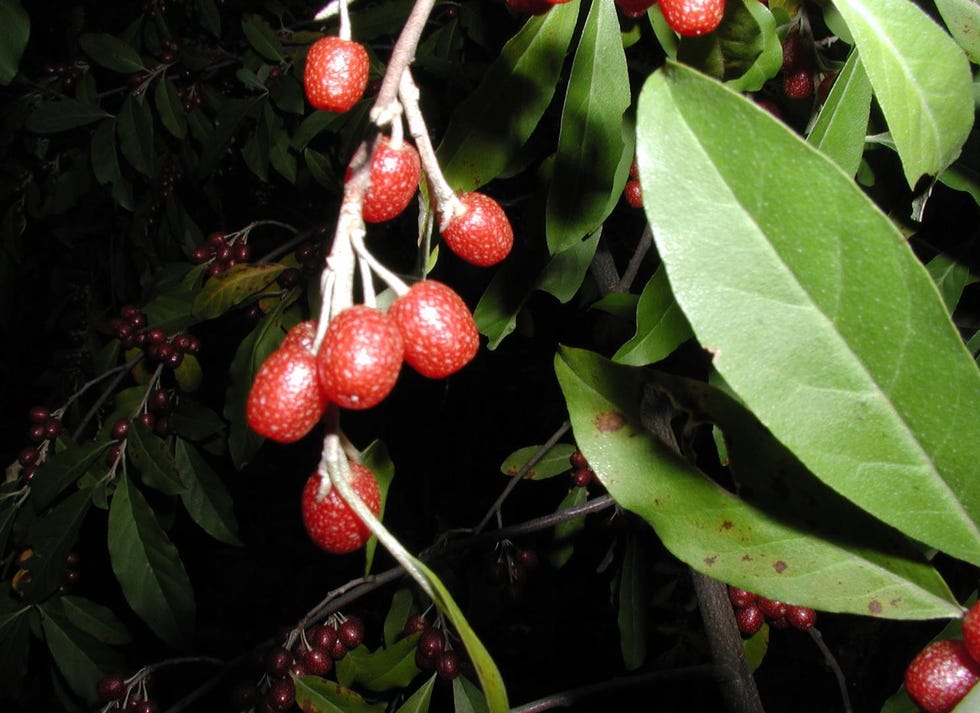 autumn olive invasive autumn olive invasive