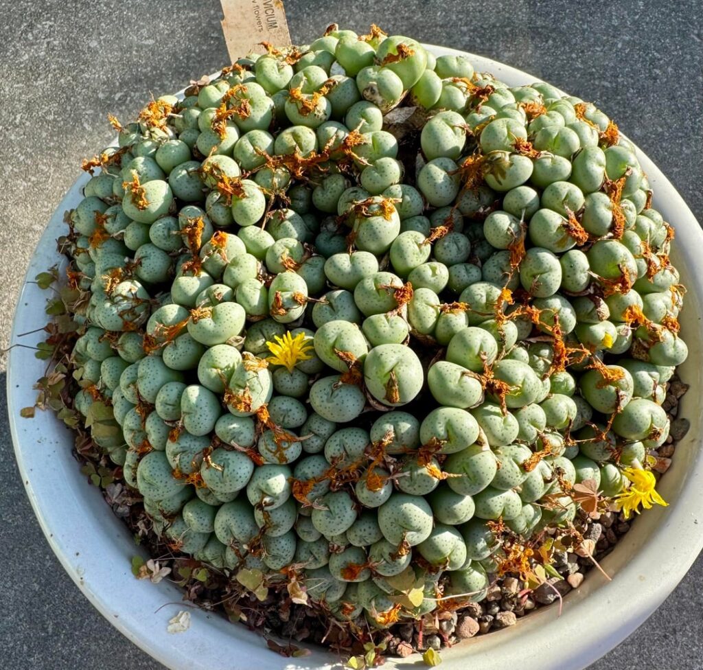 Drove nearly 5 hours to collect this 40+yr old conophytum flavum v. Novicium- 24cms diameter,  5kgs (it just fit in my moto rucksack). Met seller at the NW mesemb show Manchester, UK..so just had to buy more 🙈 (last pics)