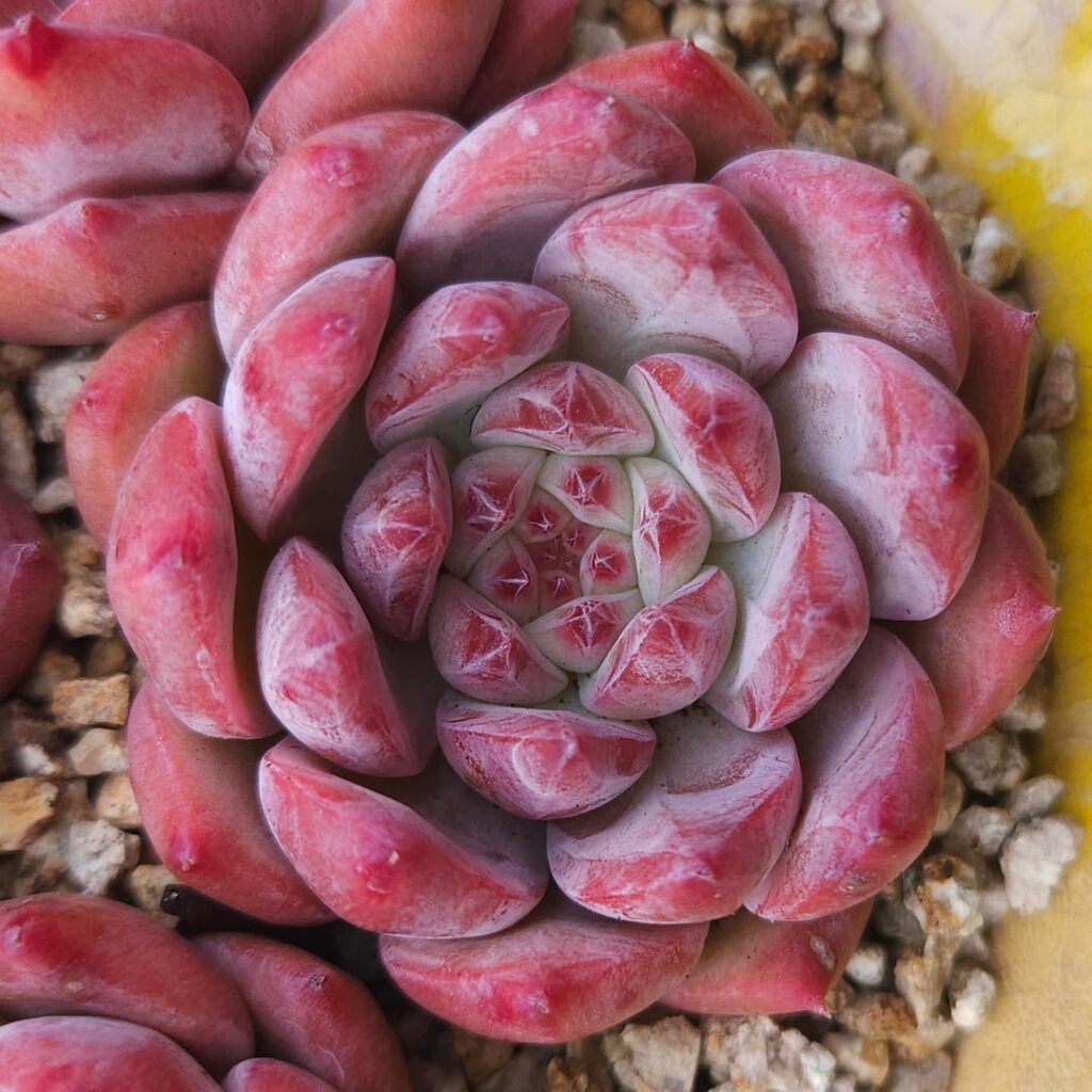 Echeveria colorata fa. colorata [Echeveria colorata fa. colorata Walther, 1972]