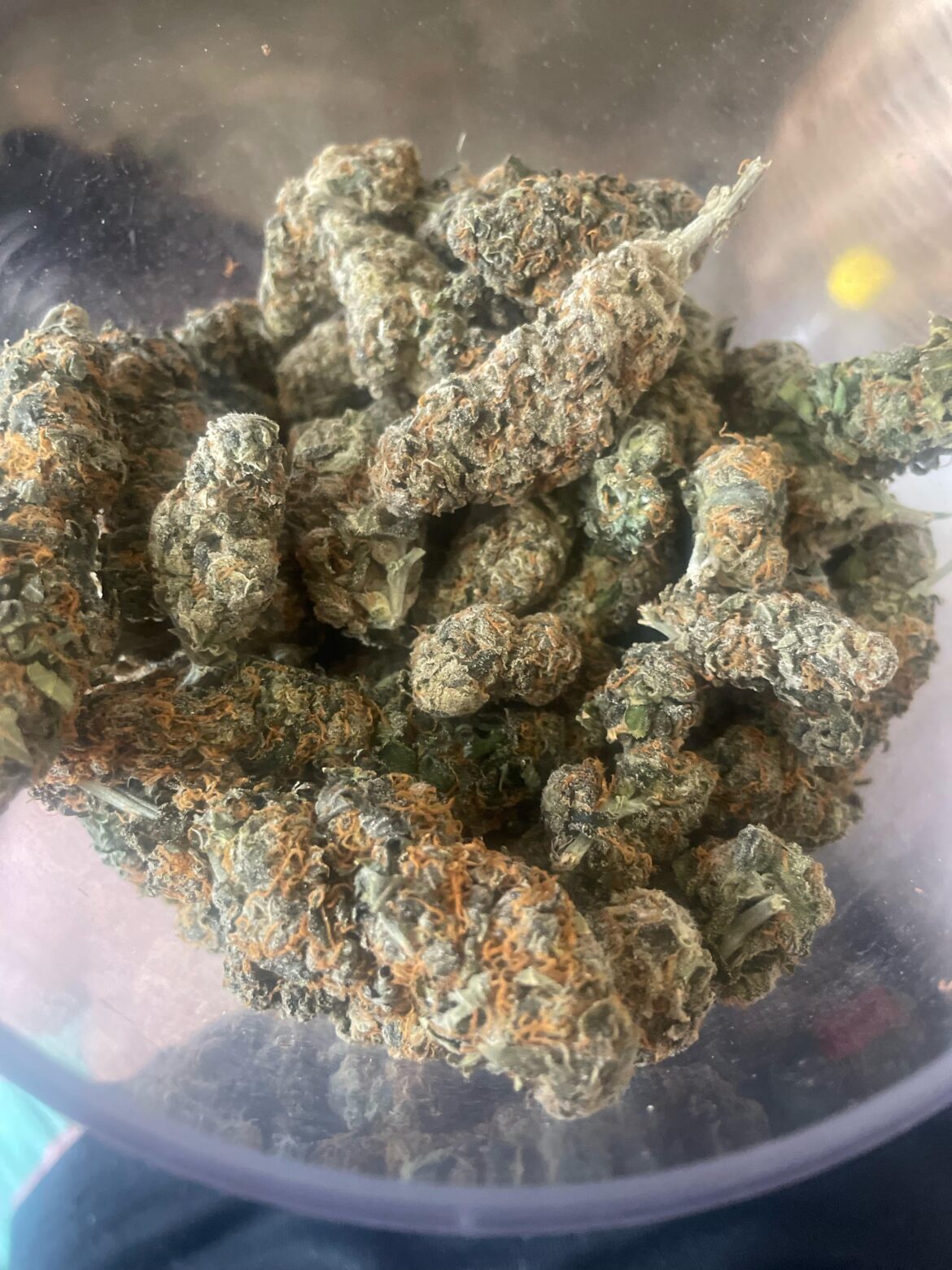First grow first cure is it looking ok