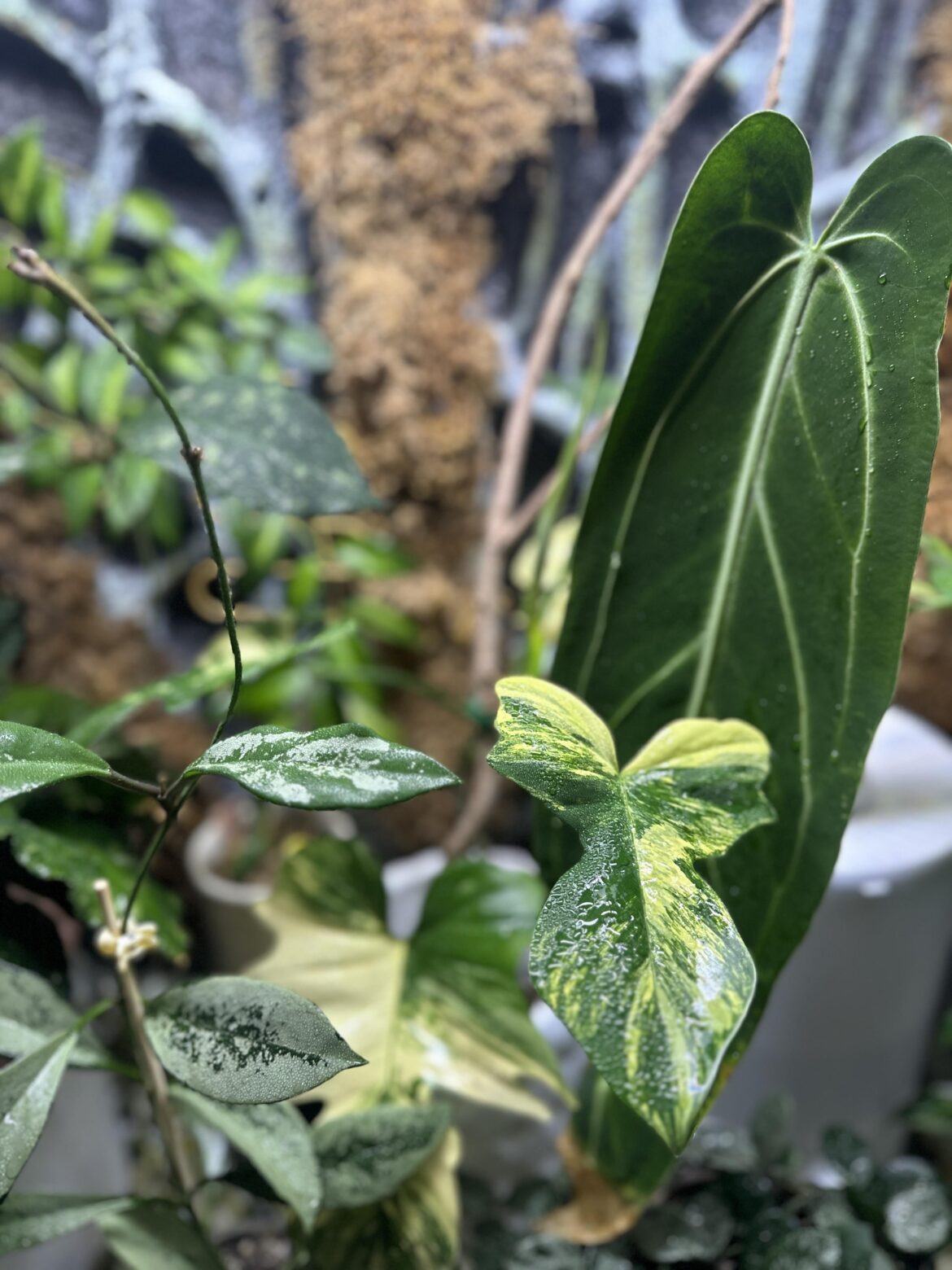Loved this shot of my plants! 💚 Featuring Hoya AH047, Mayoi x Flobe, and Warocqueanum.