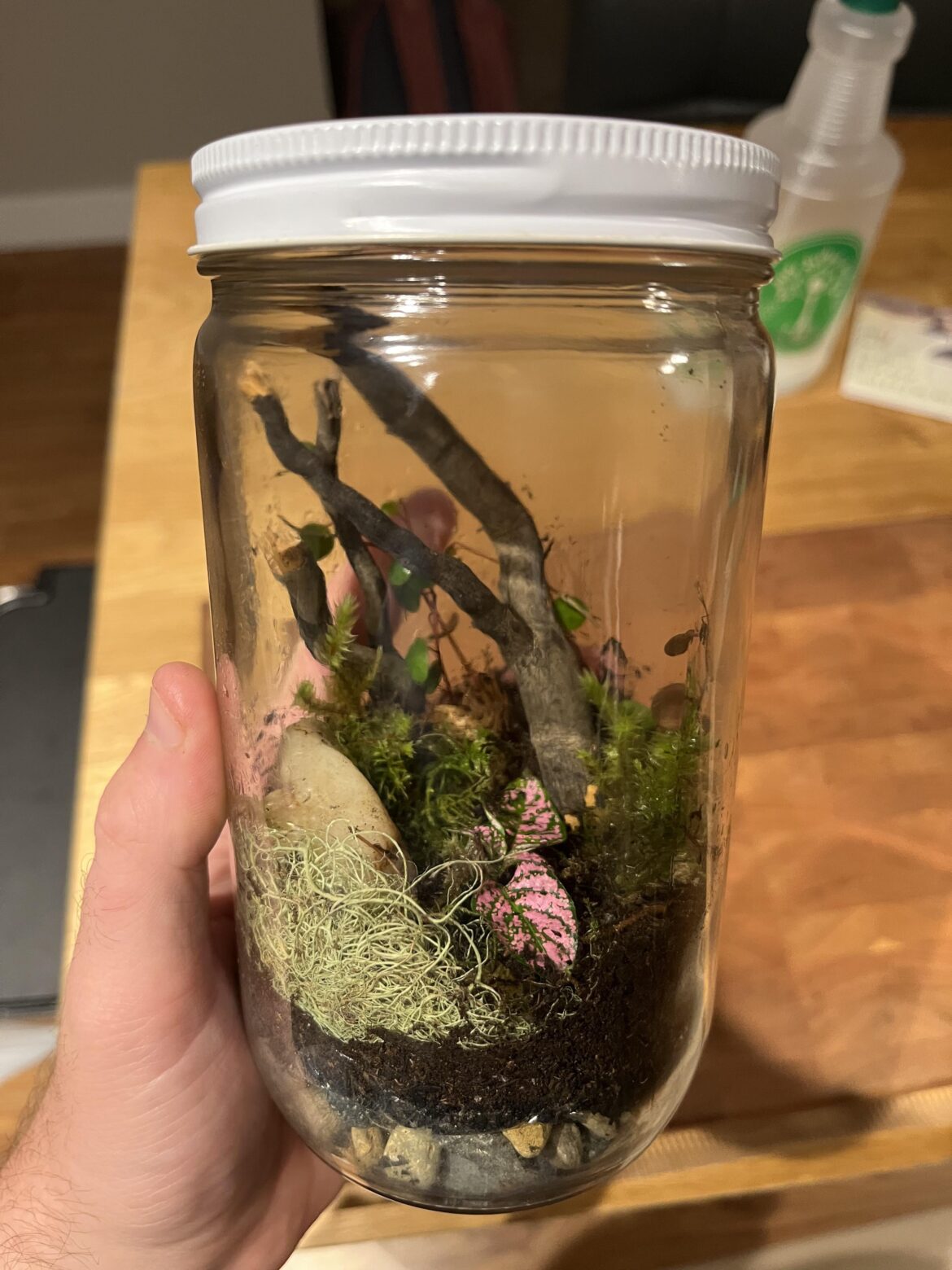 First terrarium. Thoughts? First terrarium. Thoughts?