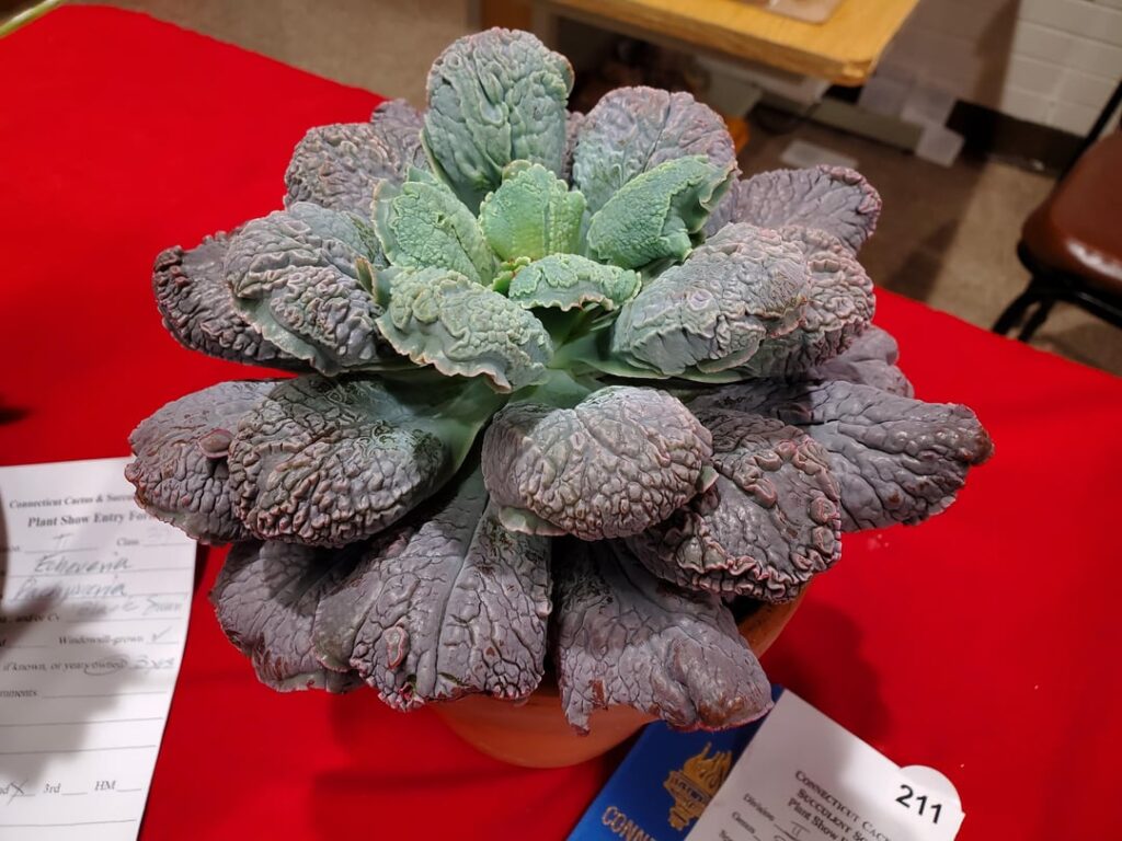 Echeveria linguas show entry