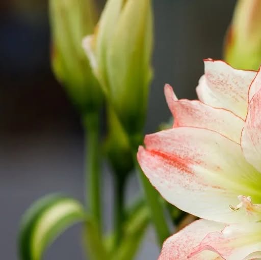 In this week's "In the Garden" column: Growing amaryllis indoors will keep you gardening all year long. Plus, the colorful blossoms are sure to brighten your winter days. Plant early blooming bulbs by Nov. 1 if you want flowers for the holiday. F – instagram.com In this week's "In the Garden" column: Growing amaryllis indoors will keep you gardening all year long. Plus, the colorful blossoms are sure to brighten your winter days. Plant early blooming bulbs by Nov. 1 if you want flowers for the holiday. F - instagram.com