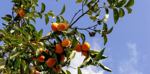 Ripe Persimmons fruit hanging on tree.
