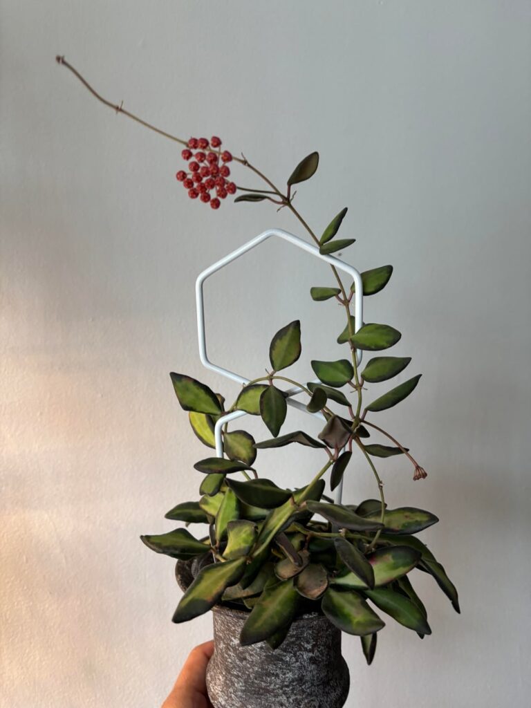 Pedunkadunk! Hoya Burtoniae aka Hoya “Doritos Cool Ranch”😹