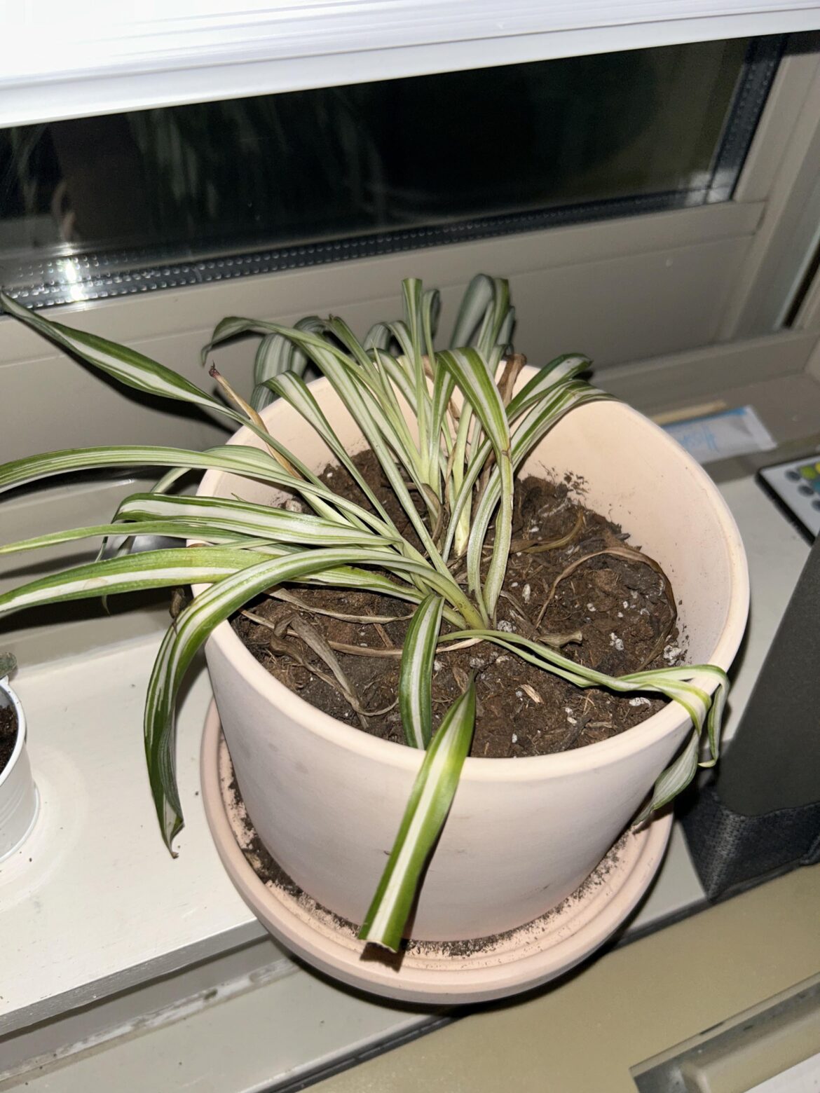 What’s wrong with my spider plant?