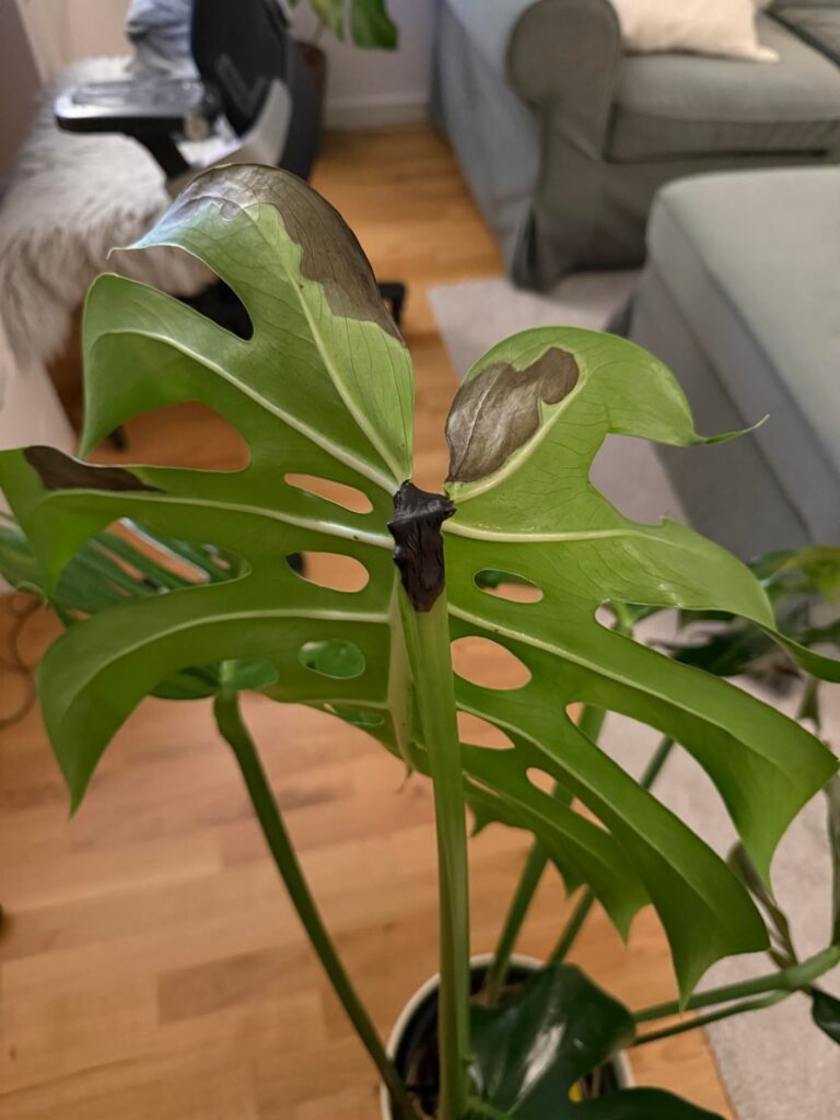 Cut burnt leaf off? Cut burnt leaf off?